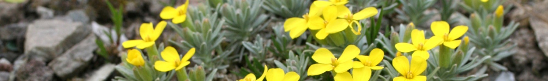 Degenia_velebitica_04